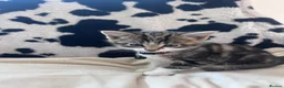 Mixed Breed cats for sale: Kittens ready for their new homes 💕 in Telford - Advert 2