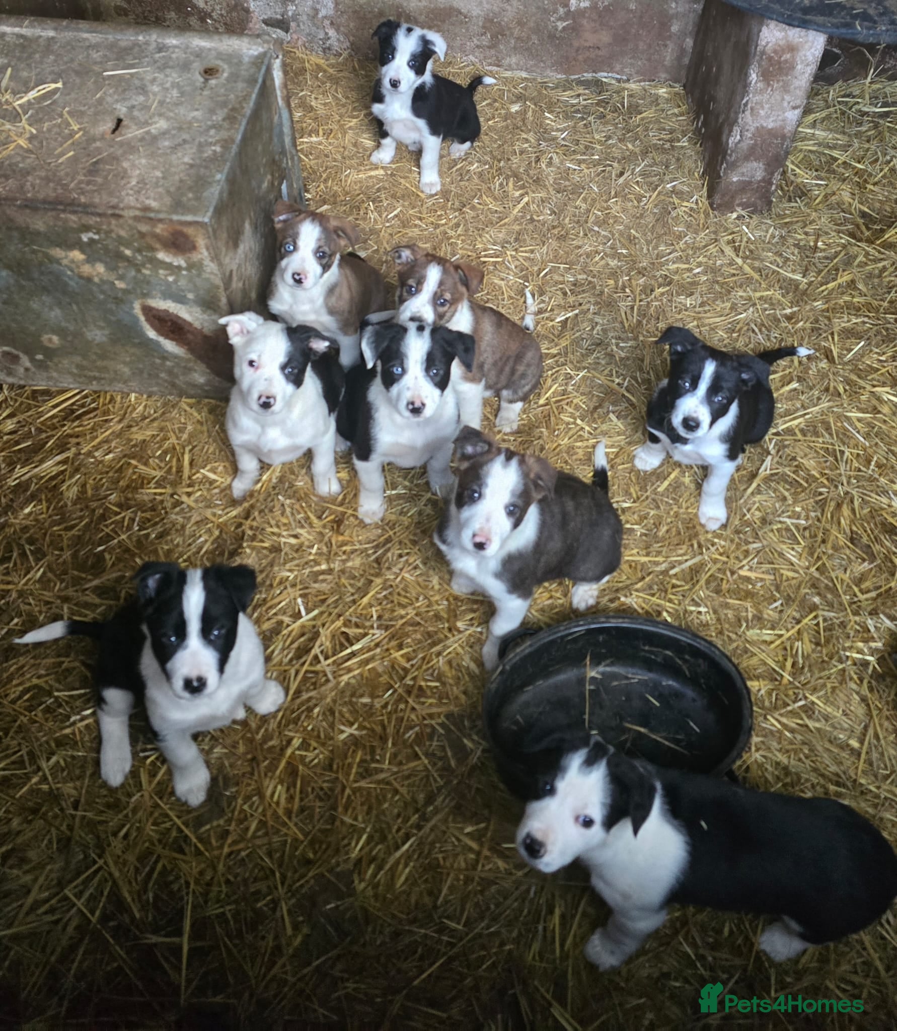 Border Collie dogs Border Collie pups. Ready now. in Llanrwst - Advert 1