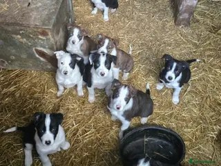 Border Collie dogs Border Collie pups. Ready now. in Llanrwst - Advert 1