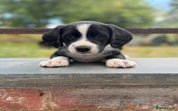 Mixed Breed dogs for sale: Collie x Cocker Spaniel pups for sale - Image 4