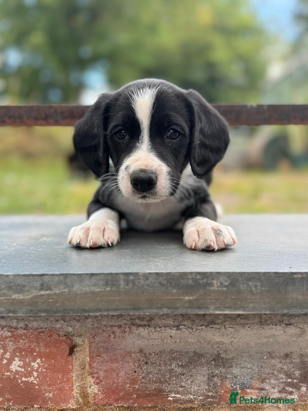Mixed Breed dogs for sale: Collie x Cocker Spaniel pups for sale - Image 4