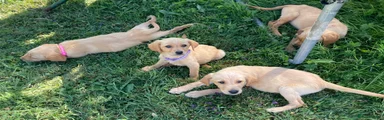 Labrador Retriever 3