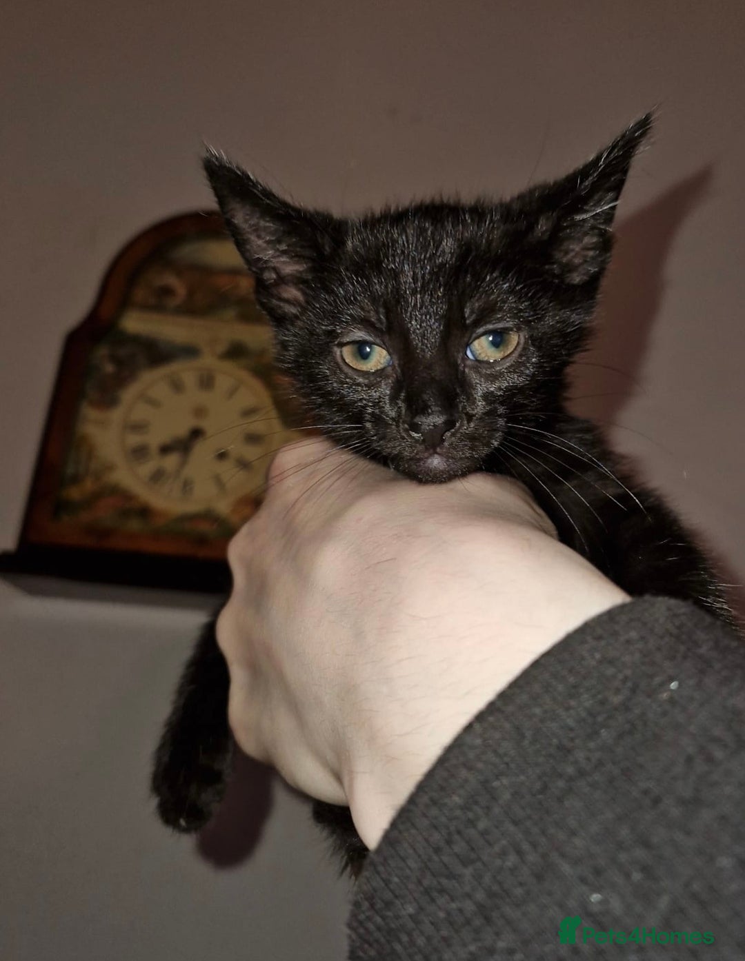 Mixed Breed cats for sale: Half pedigree kittens - Image 3