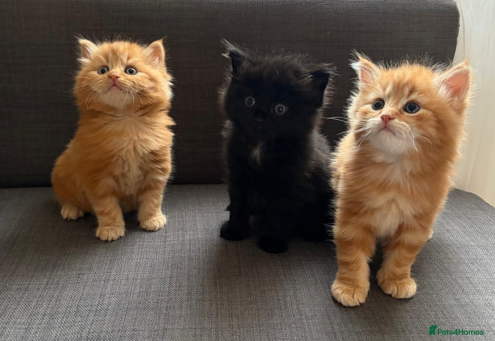 Mixed Breed cats 2 fluffy kittens are looking for a home  - Advert 1