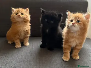 Mixed Breed cats 2 fluffy kittens are looking for a home - Advert 2