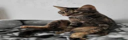 Mixed Breed cats for sale: Female Cat - Advert 3