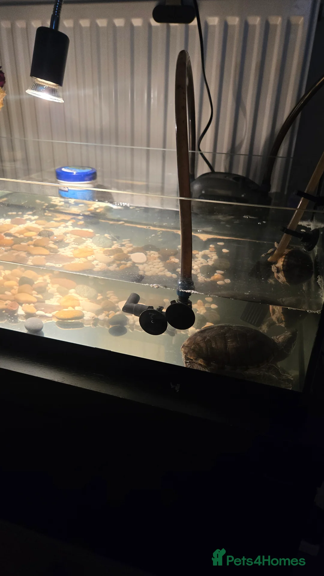 Terrapin reptiles for sale: 2 Musk Turtles with Setup Included.  in Crawley - Advert 2