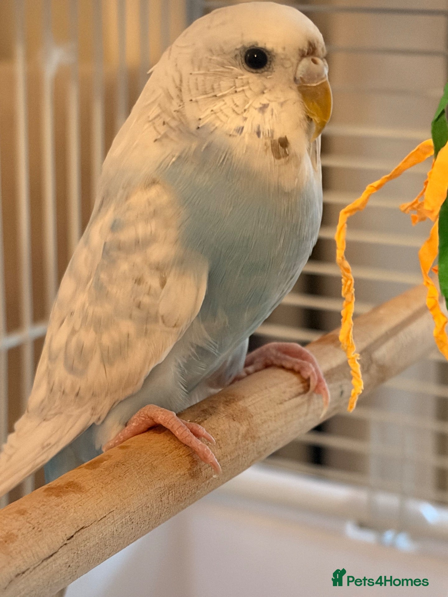 Budgerigars birds for sale: 4 month old baby blue budgie in london - Advert 13