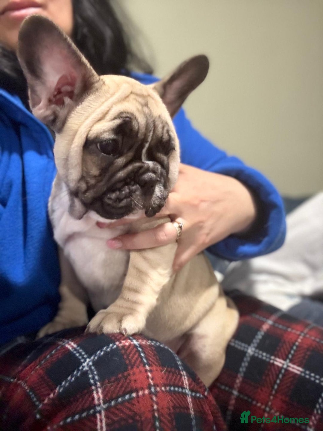 French Bulldog dogs for sale: French bulldog puppy girl - Image 2