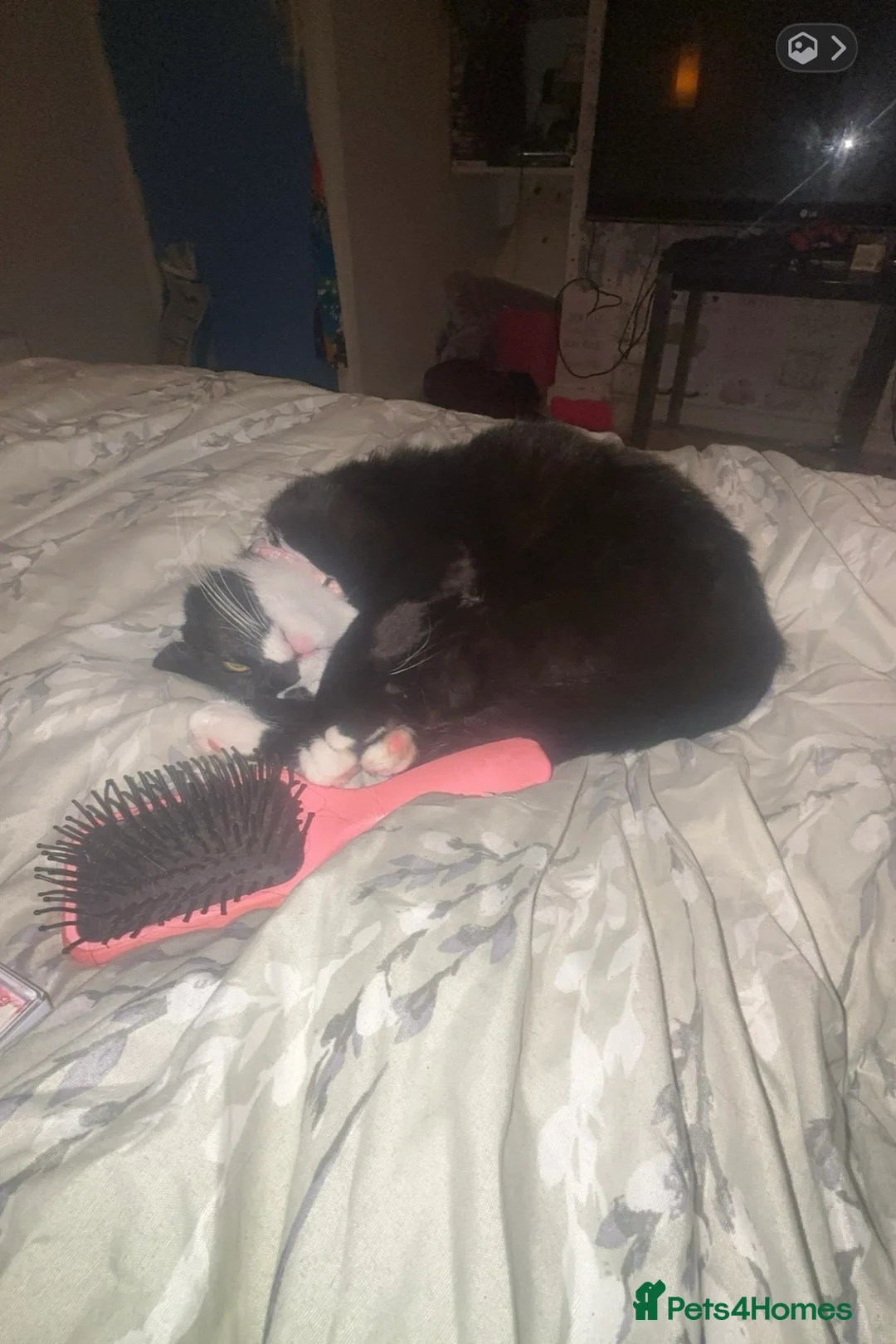 British Shorthair cats for sale: Beautiful cat x in Cheltenham - Advert 2