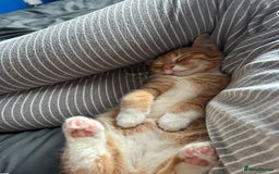 British Shorthair cats for sale: Male Cat for Sale  - Advert 5