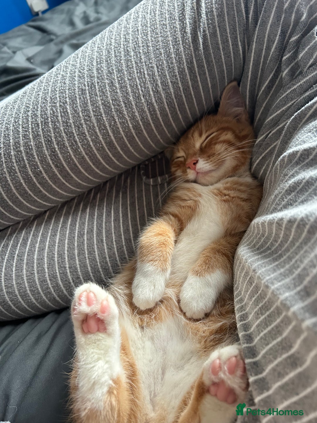 British Shorthair cats for sale: Male Cat for Sale  - Advert 5