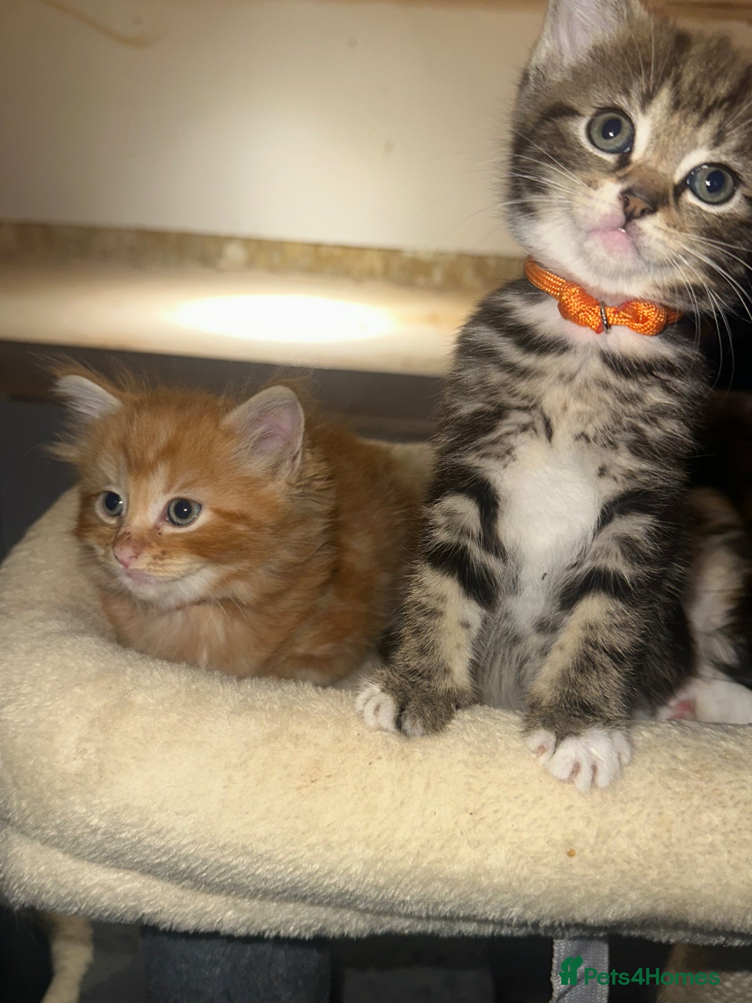 Mixed Breed cats for sale: Bengal cross ragdoll - Advert 5