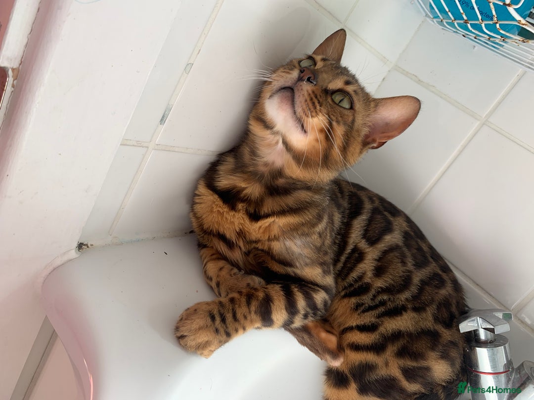 Bengal cats for sale: 3 left, Rare 3/4 Bengal Kittens Rosetted - Image 17