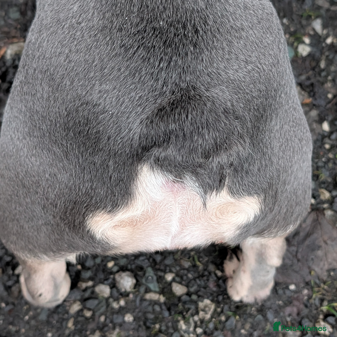 French Bulldog dogs for sale: Adult female  - Advert 2