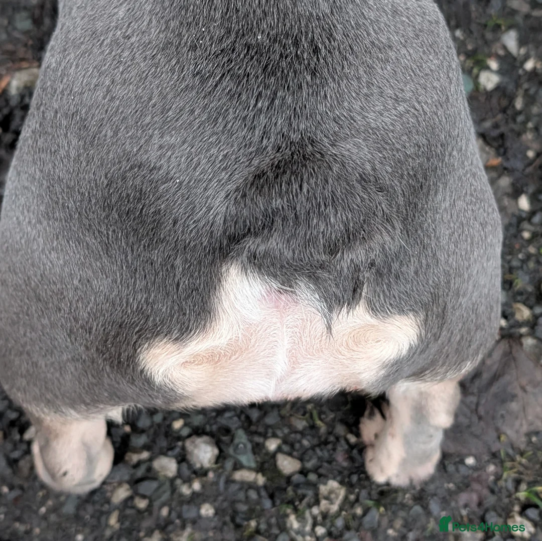 French Bulldog dogs for sale: Adult female  - Advert 2