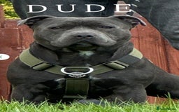Staffordshire Bull Terrier dogs for sale: Beautiful Blue Stafford bullterriers - Image 4