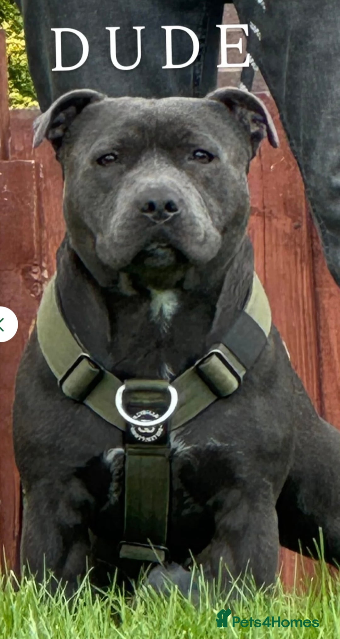 Staffordshire Bull Terrier dogs for sale: Beautiful Blue Stafford bullterriers - Image 4