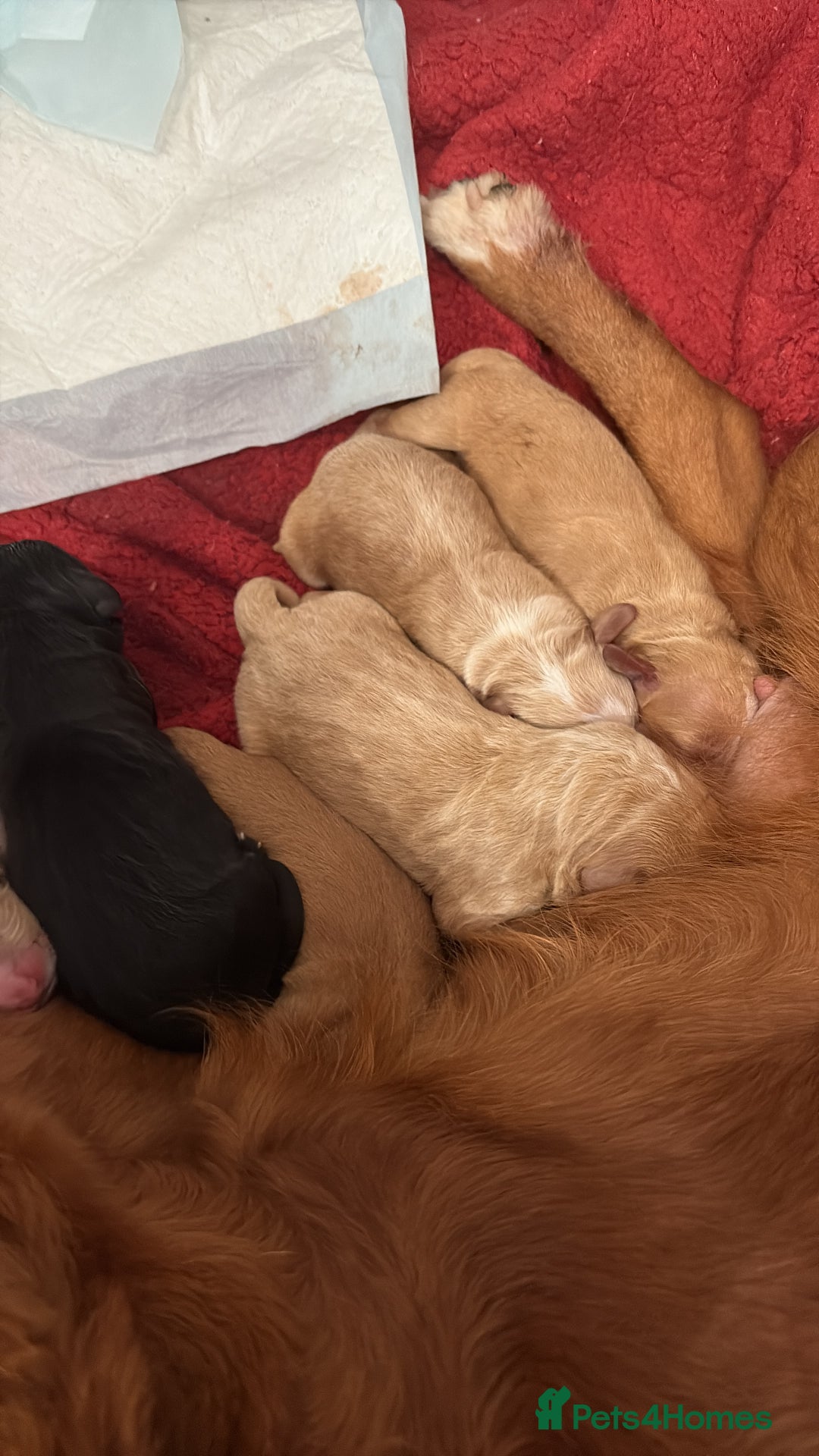 Sprocker dogs for sale: Sprocker for sale - Image 10