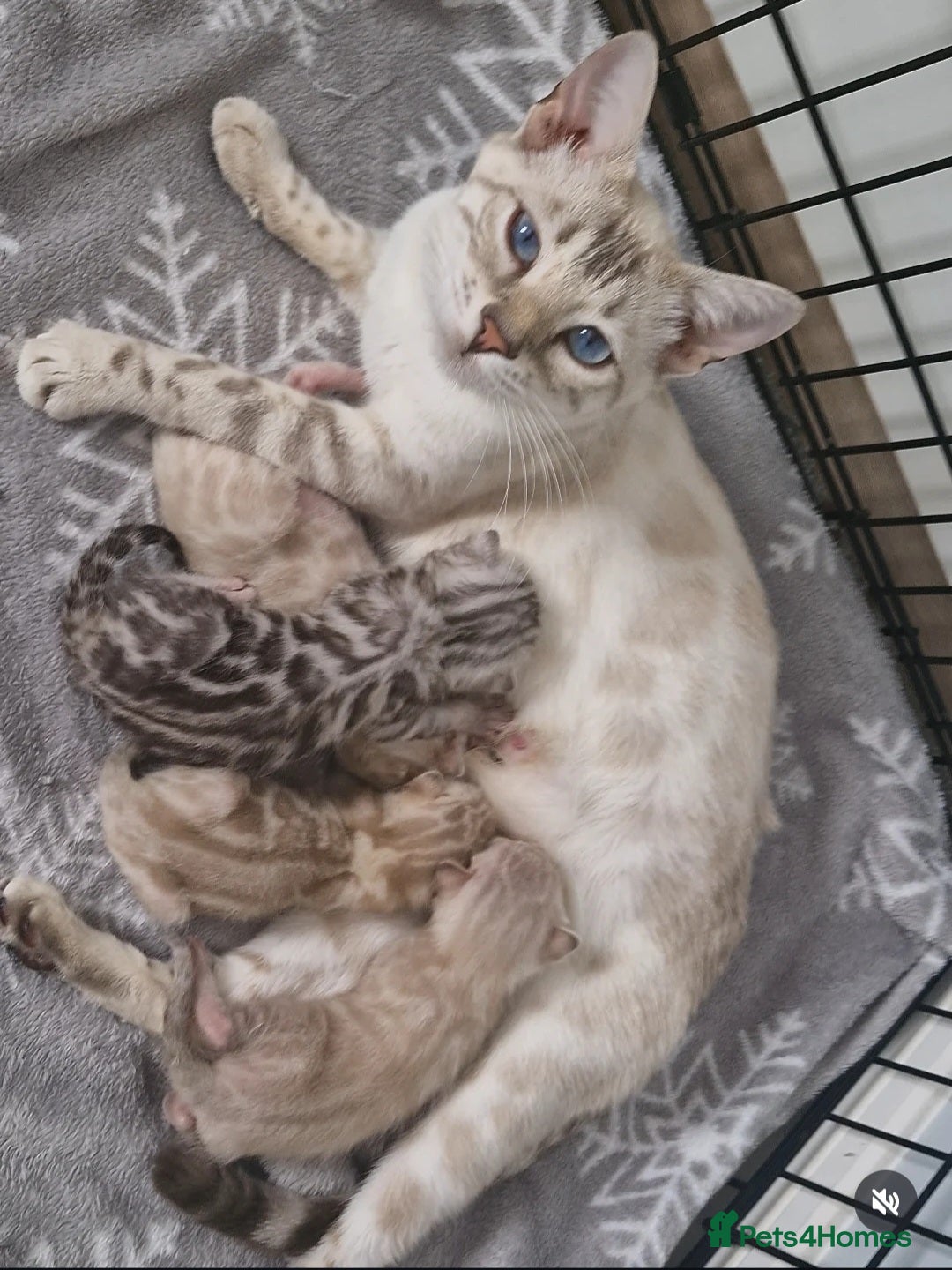 Bengal cats for sale: Rare 💎Silver💎 female bengal Active TICA reg - Advert 7