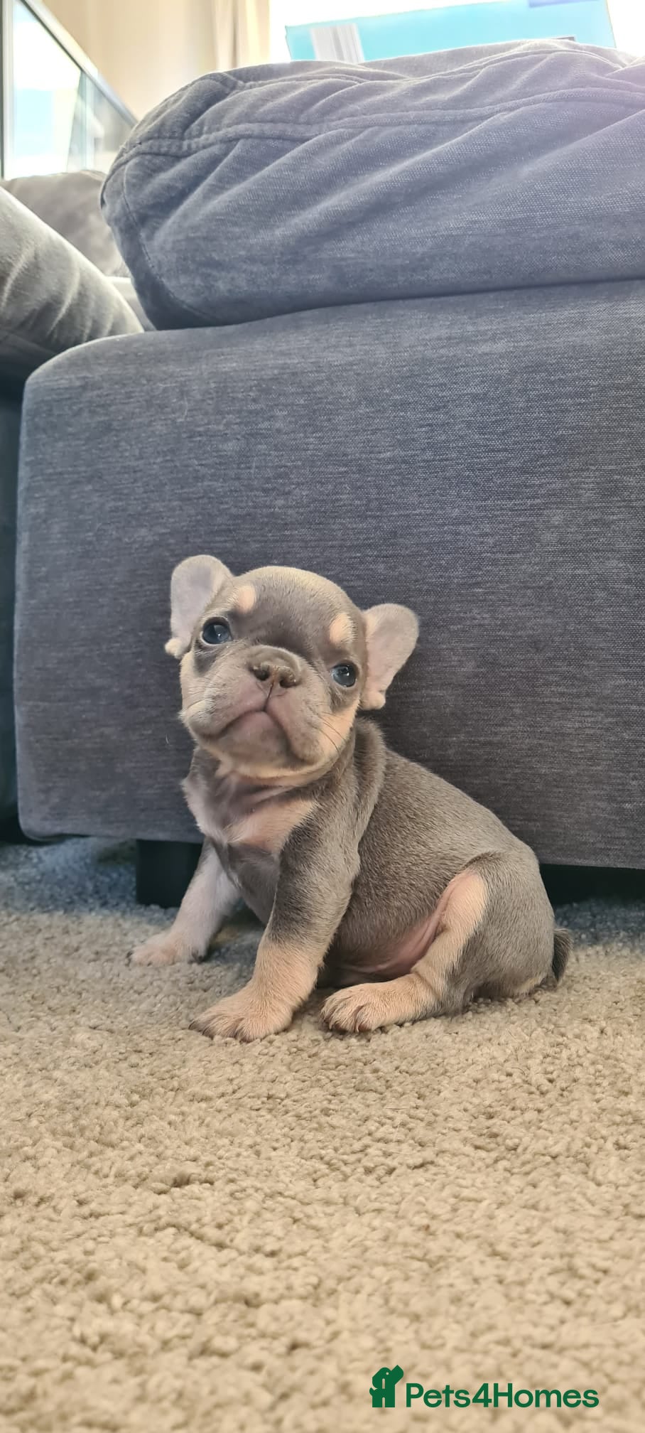 French Bulldog dogs Ready Chocolate & lilac French Bulldog puppy - Advert 1