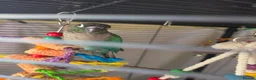 Conures birds for sale: 🦜 Bonded Pair of Green Cheek Conures – £650 🦜 - Advert 7