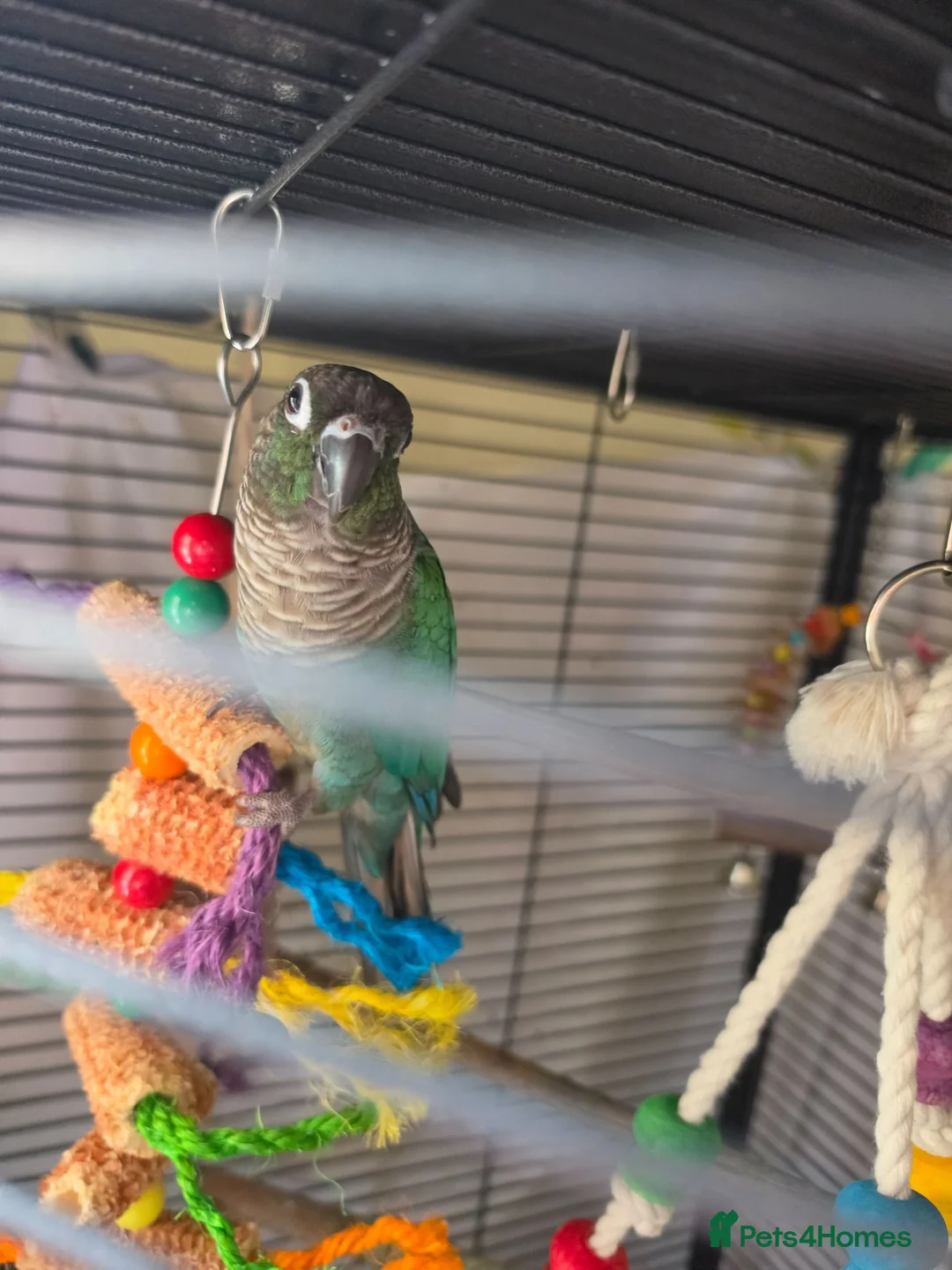 Conures birds for sale: 🦜 Bonded Pair of Green Cheek Conures – £650 🦜 - Advert 7