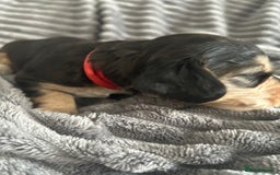 Cocker Spaniel dogs for sale: 🐾Cocker Spaniel Puppies-Ready in 5 Weeks🐾 - Image 18
