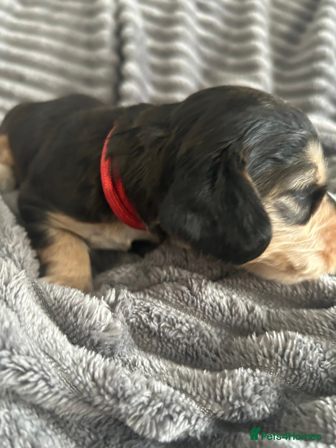 Cocker Spaniel dogs for sale: 🐾Cocker Spaniel Puppies-Ready in 5 Weeks🐾 - Image 18