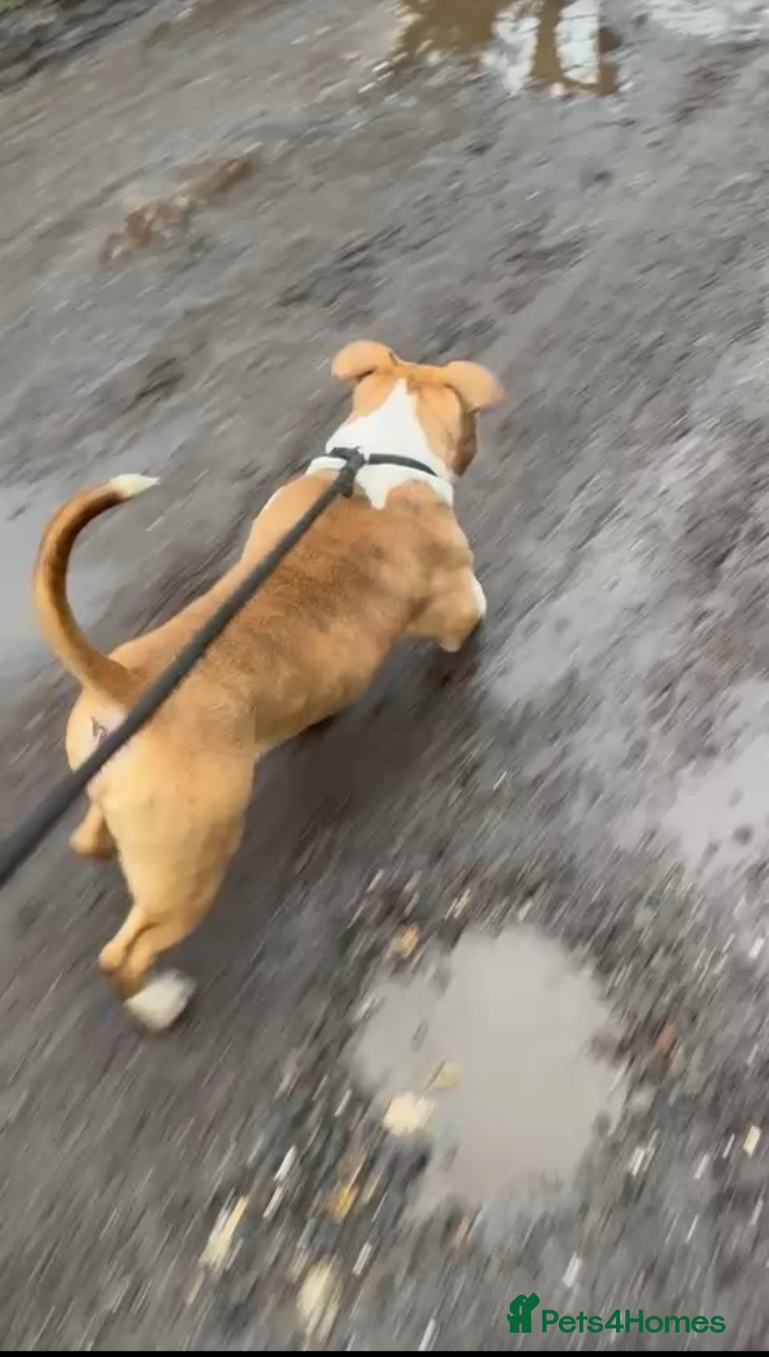 American Bully dogs for sale: ABKC puppy pocket bully  - Advert 6