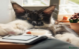 Maine Coon cats for sale: Female Maine Coon kitten - Image 12
