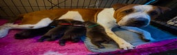 Shar Pei dogs for sale: Black sable Sharpeis  - Advert 9
