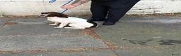 English Springer Spaniel dogs for sale: Springer spanial dog - Advert 3