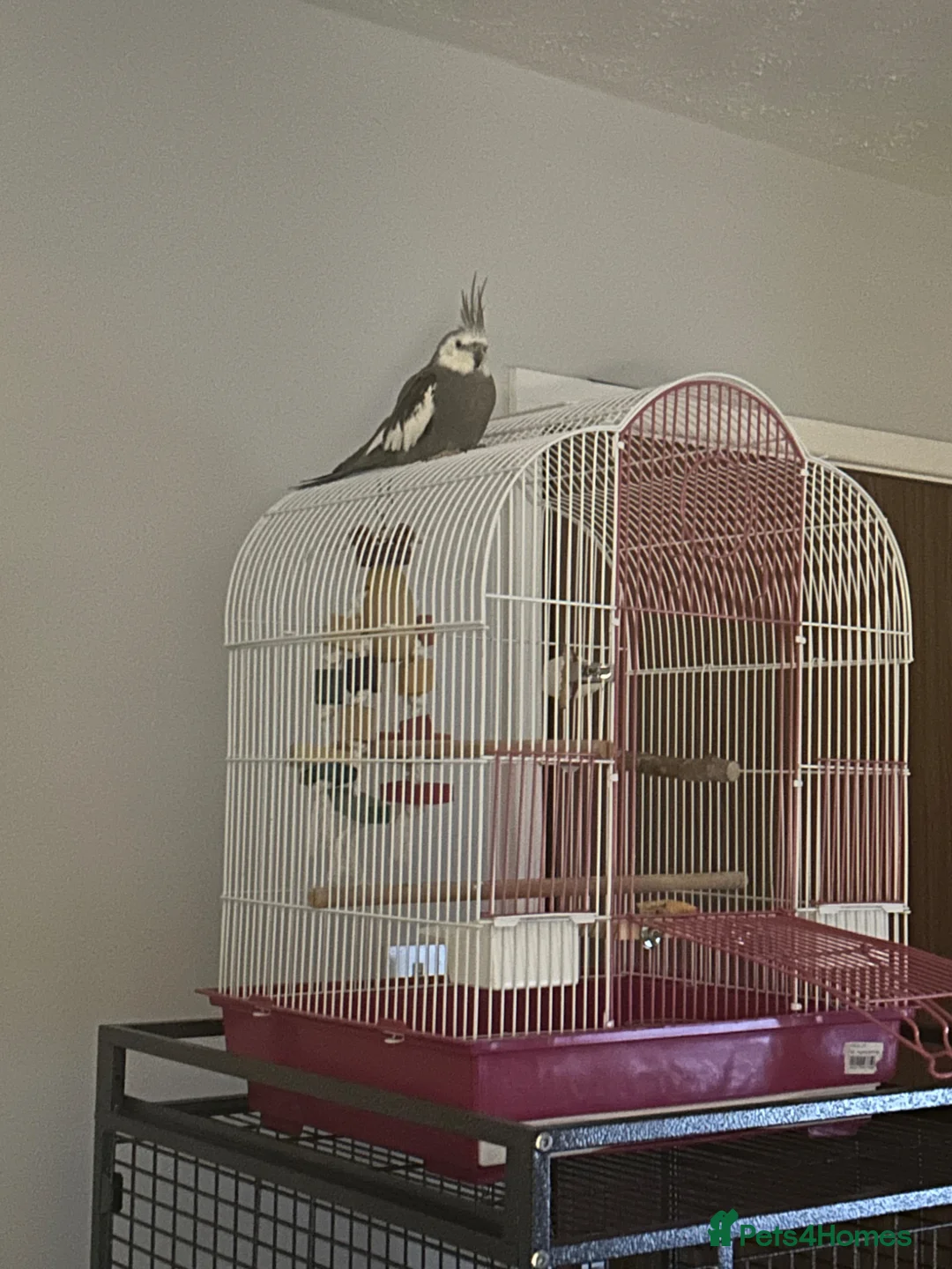 Cockatiels birds for sale: Male White Face Cockatiel  in Preston - Advert 1