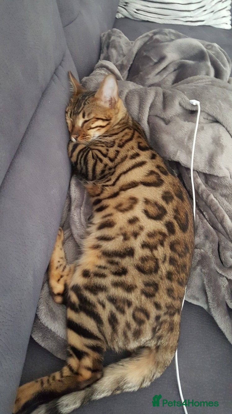 Mixed Breed cats for sale: BENGAL X TABBY FEMALE KITTEN - Advert 10