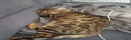 Mixed Breed cats for sale: BENGAL X TABBY FEMALE KITTEN in Walsall - Advert 1