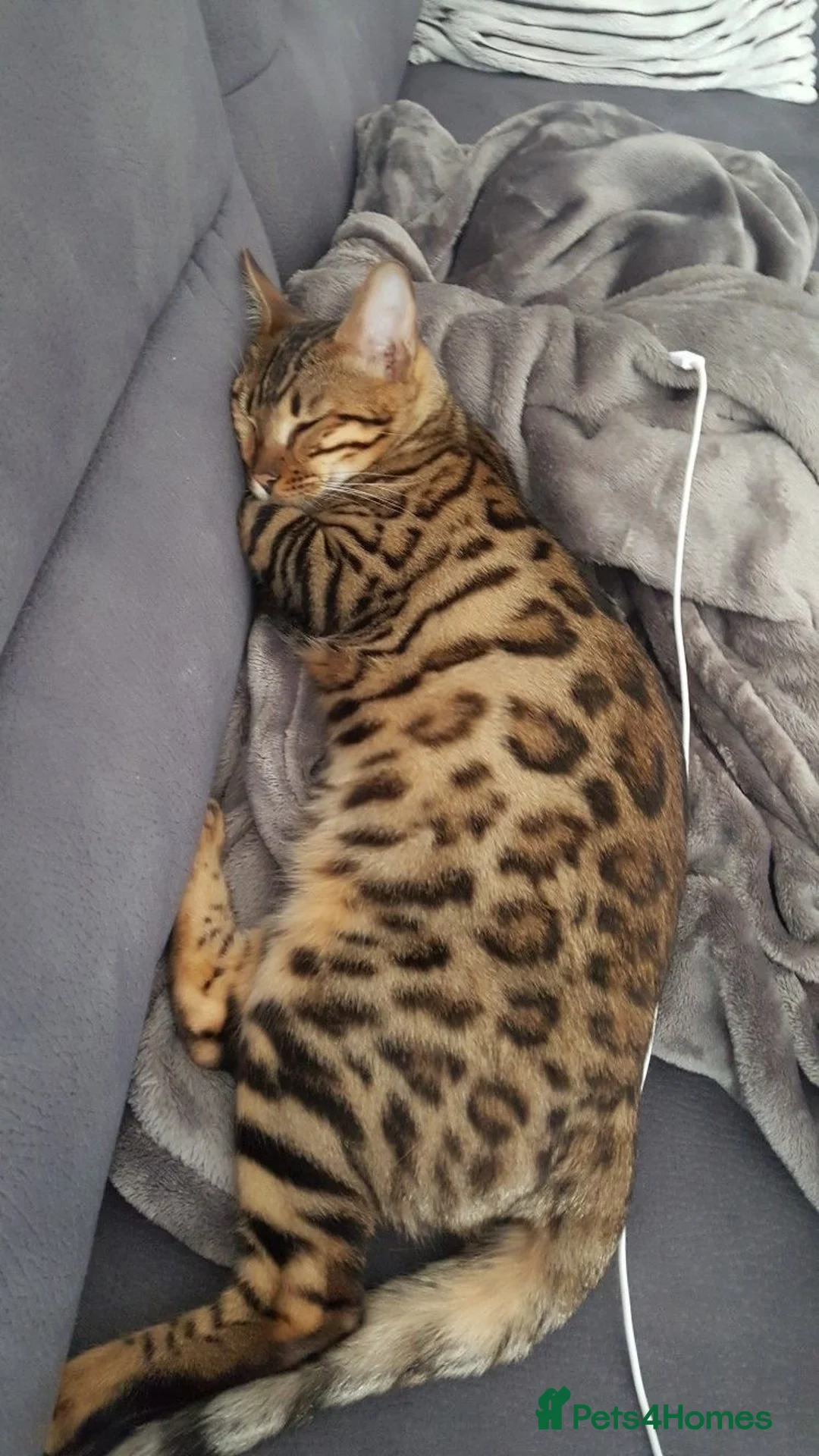 Mixed Breed cats for sale: BENGAL X TABBY FEMALE KITTEN in Walsall - Advert 1