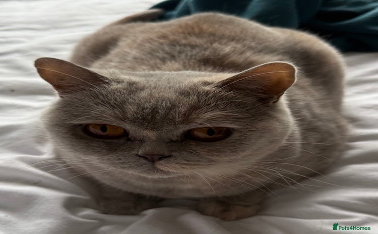 British Shorthair cats - Advert 10