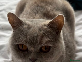 British Shorthair cats - Advert 34
