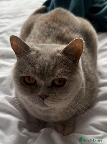 British Shorthair cats - Advert 10
