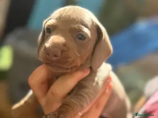 Miniature Dachshund dogs Miniature dachshund chanpaine color - Advert 2