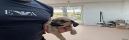 Mixed Breed dogs for sale: Stunning pug x dachshund  in Liskeard - Advert 14