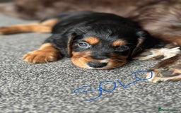 Cocker Spaniel dogs for sale: 1 Gorgeous Girl Cocker Spaniels - Ready to leave - Image 16