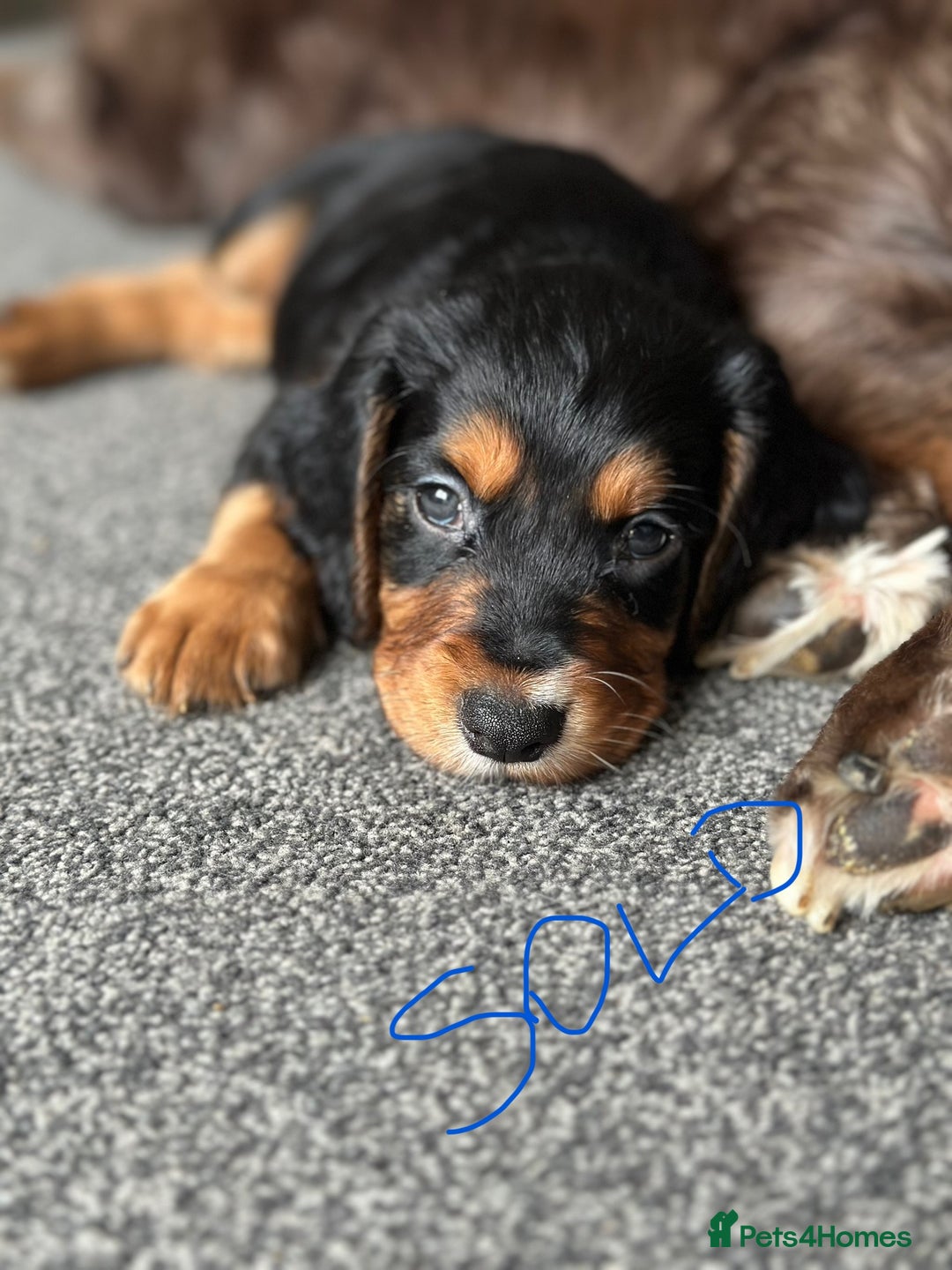 Cocker Spaniel dogs for sale: 1 Gorgeous Girl Cocker Spaniels - Ready to leave - Image 16