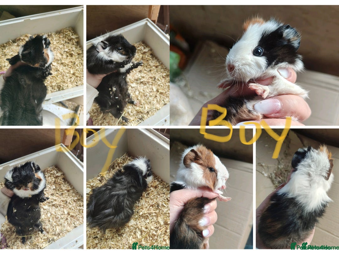 Guinea Pig rodents for sale: Guinea pig boys - Image 1
