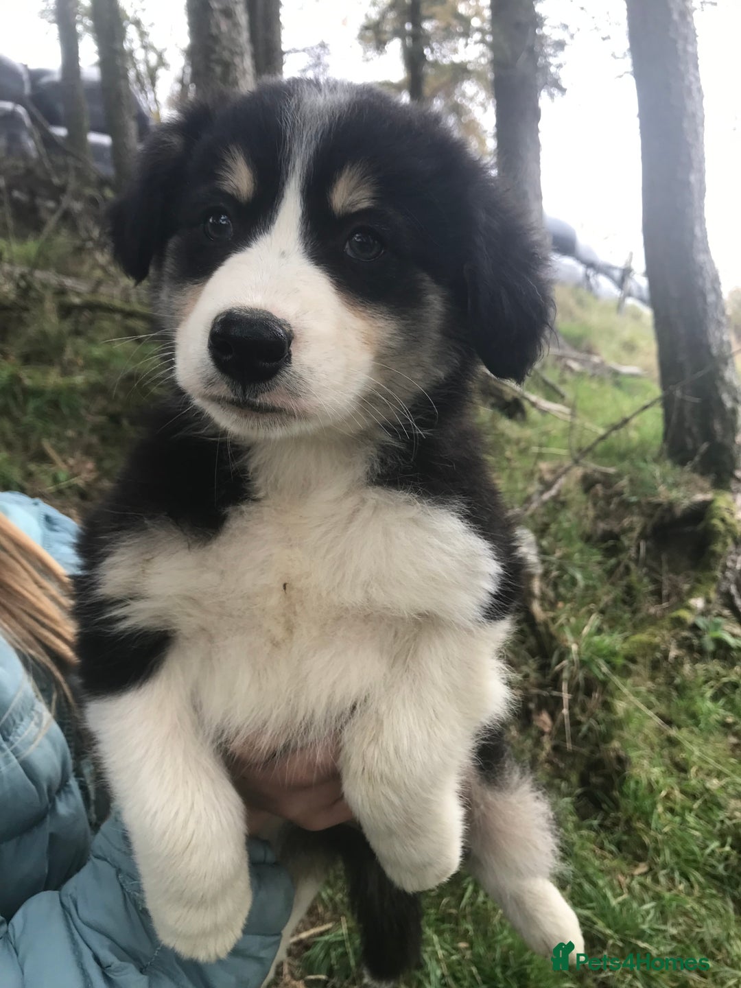 Border Collie dogs for sale: Border Collies Farmbred  - Image 4