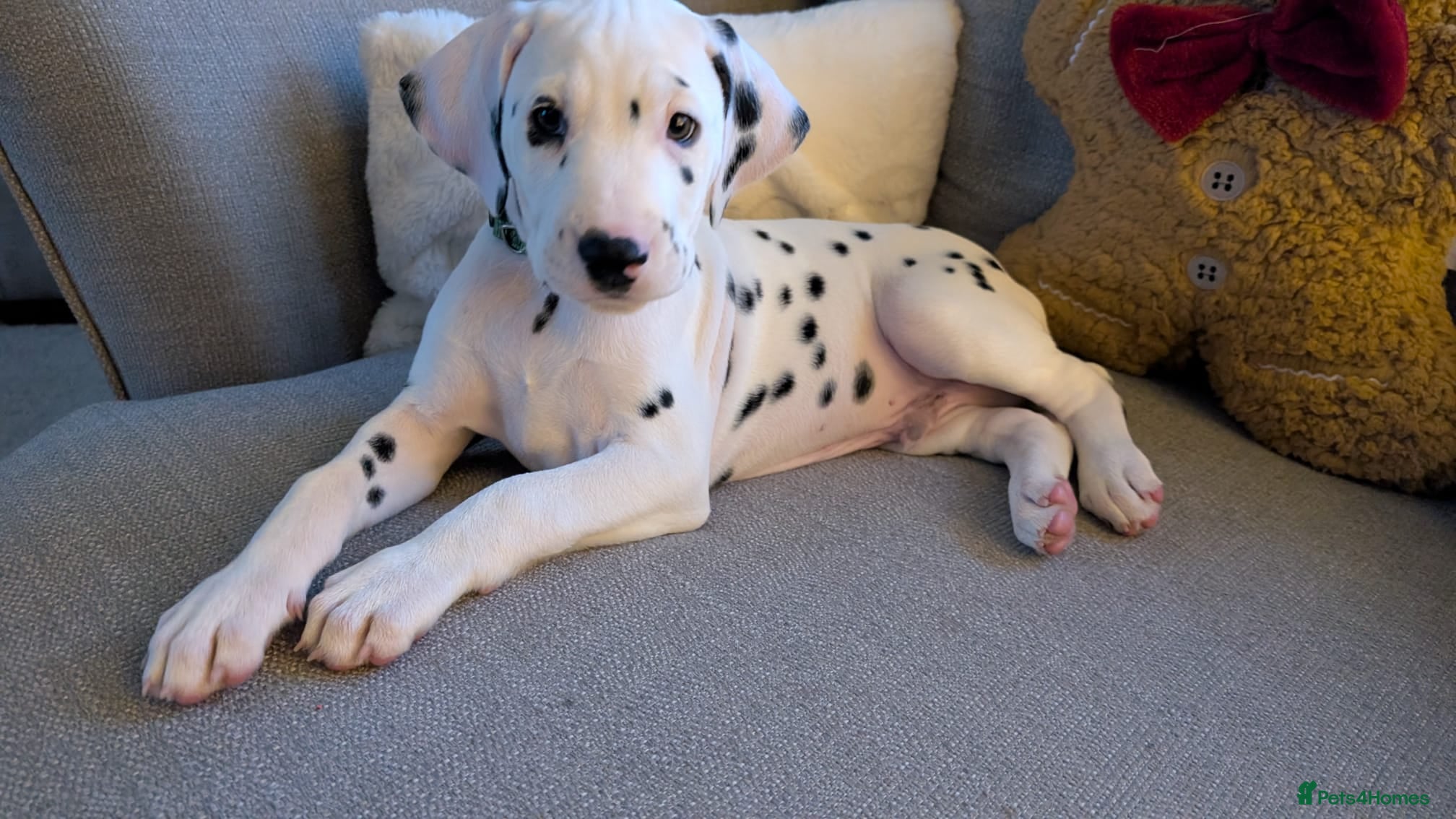 Dalmatian dogs Dalmatian puppies KC reg *Ready now* 1xboy 1xgirl - Advert 3