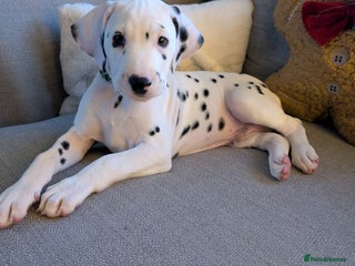 Dalmatian dogs Dalmatian puppies KC reg *Ready now* 1xboy 1xgirl - Advert 3