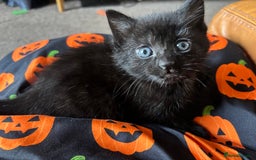 Mixed Breed cats for sale: Beautiful playful kittens  - Image 5