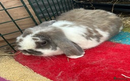 Mini Lop rabbits for sale: Bonded pair mini lop rabbits  - Image 3